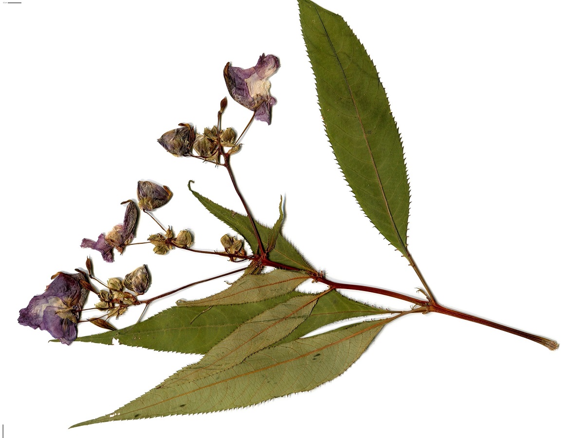 Impatiens glandulifera (Balsaminaceae)